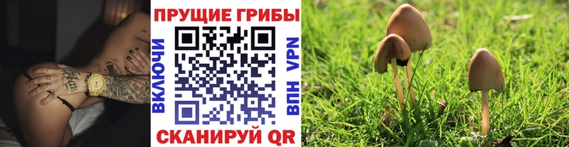 Галлюциногенные грибы Psilocybine cubensis  Арск 
